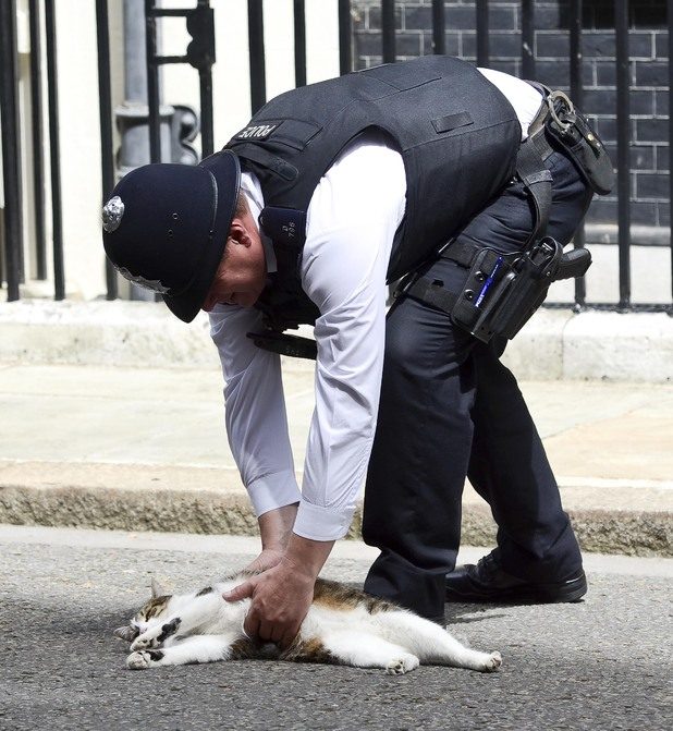 Замечательные факты про самого ленивого кота в британском правительстве