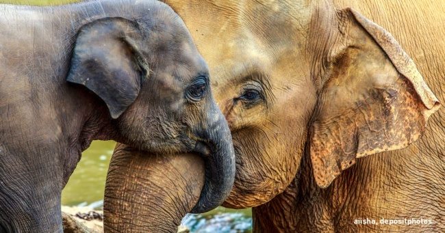 А у слонов есть то, чего нет у других животных: у слонов есть бабушки!