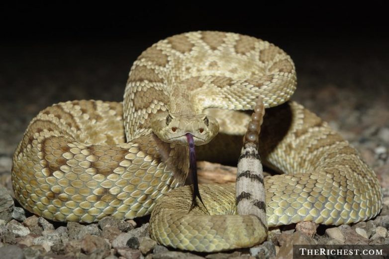 Очень пугающие факты о змеях, которые лучше не знать