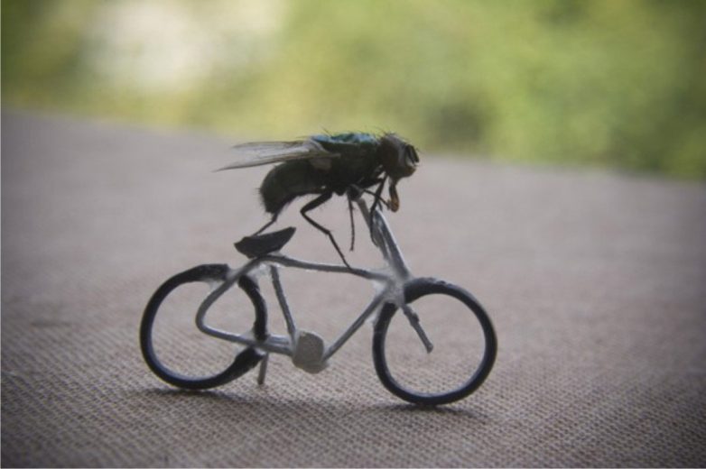 Кто, как и зачем разводит мух
