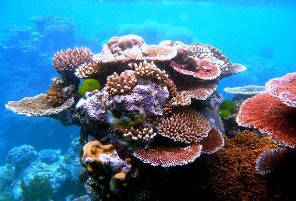 Факты о Большом Барьерном рифе