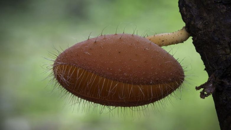 Потрясающие макрофото грибов и лишайников