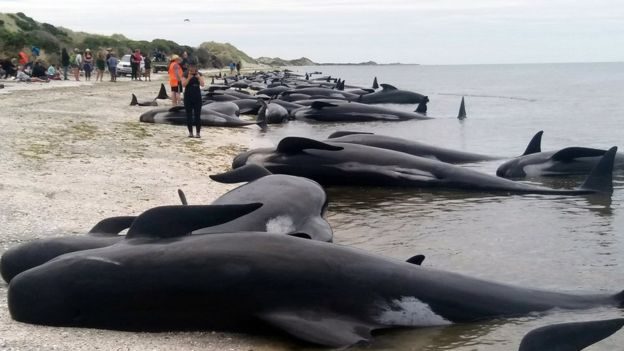 В Новой Зеландии произошло массовое самоубийство китов