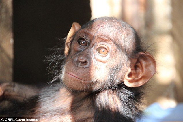 Маленькая шимпанзе сумел попросить о помощи людей
