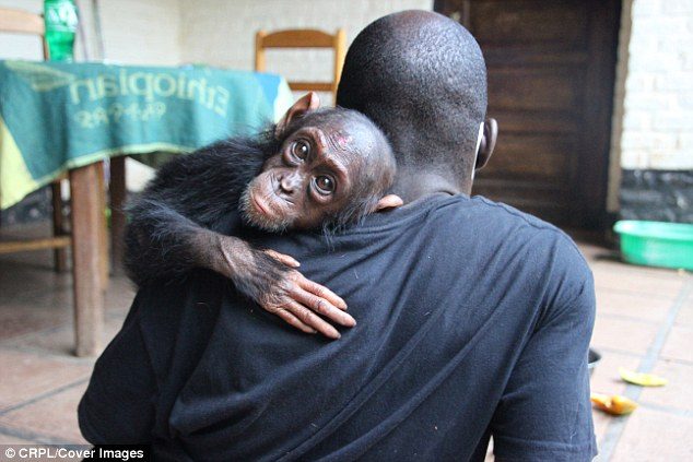 Маленькая шимпанзе сумел попросить о помощи людей
