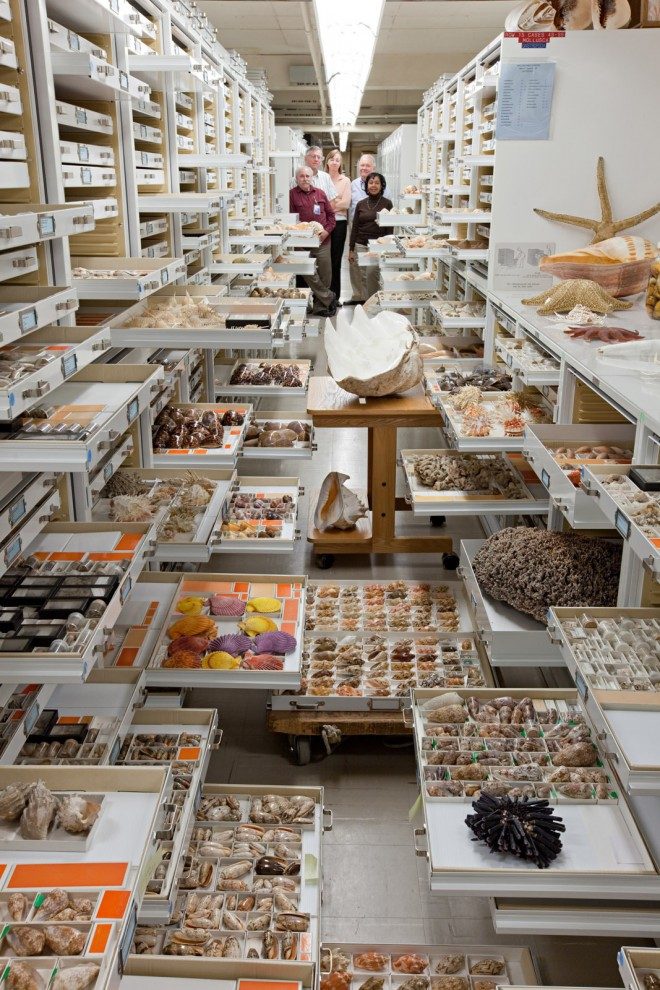 Секретные коллекции Американского музея естественной истории