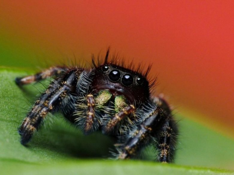 Изысканная красота пауков