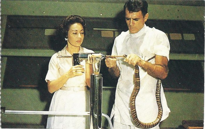 Американский ученый-долгожитель перенес 170 укусов змей и умер в 100 лет от старости