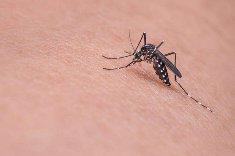 7 причин, делающих вас лакомым объектом для комаров