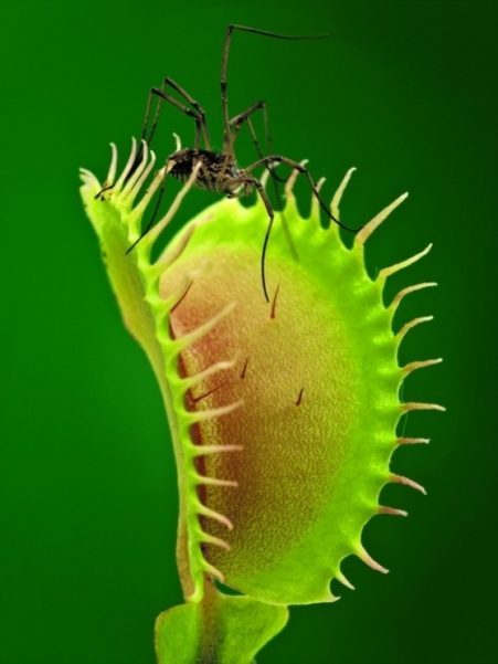 Прирождённые убийцы: насекомоядные растения