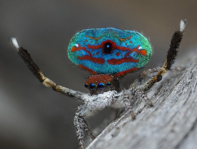 Как выглядит и где живёт, возможно, самый красивый паук в мире