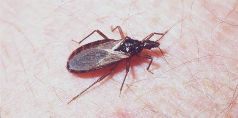 Мал клоп, да... смертелен: топ-8 самых опасных насекомых для человека