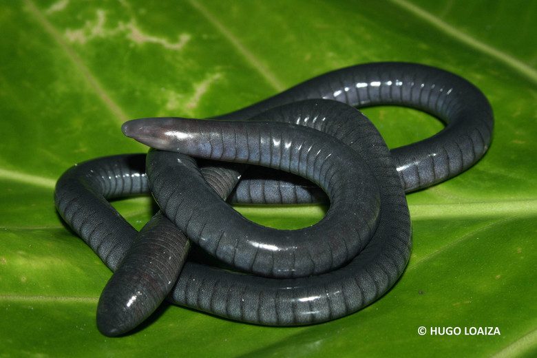 Дрожь земли: мифические (или нет?) черви, которые могли бы уделать любую анаконду
