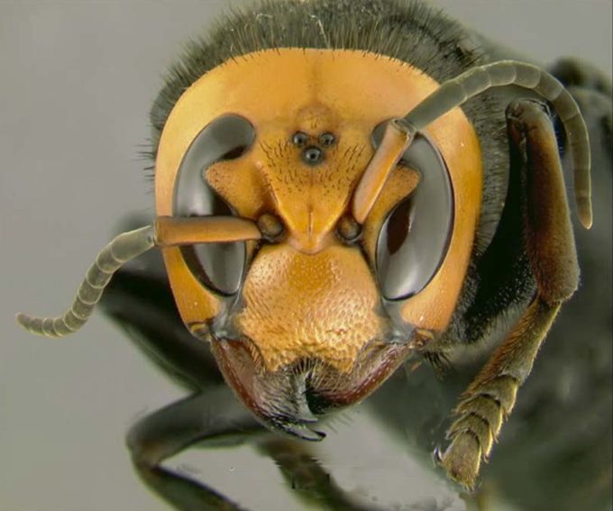 Самые ужасающие случаи нашествия насекомых за последние 10 лет