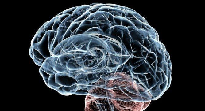 Интересные факты о человеческом мозге