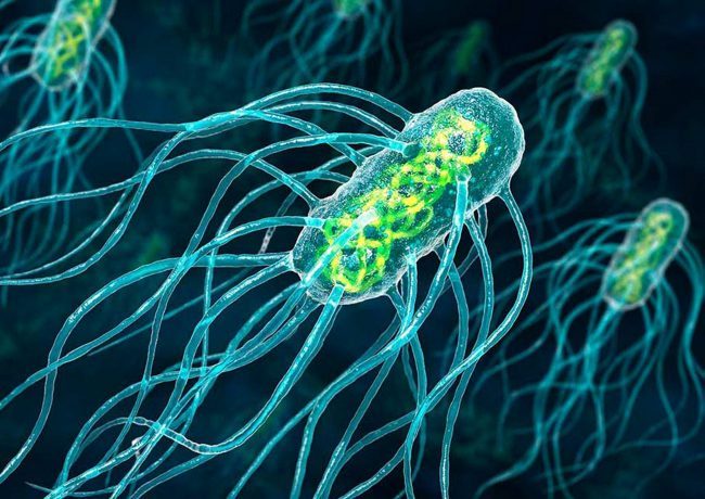 Нанодоктор: учёные смогли превратить бактерий в полезных микророботов