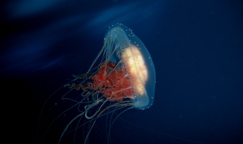 Слишком скучно быть бессмертным? Turritopsis dohrnii: медуза, которая не умеет умирать