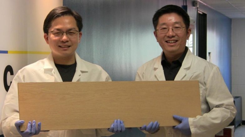 Учёные создали древесину прочную, как металл