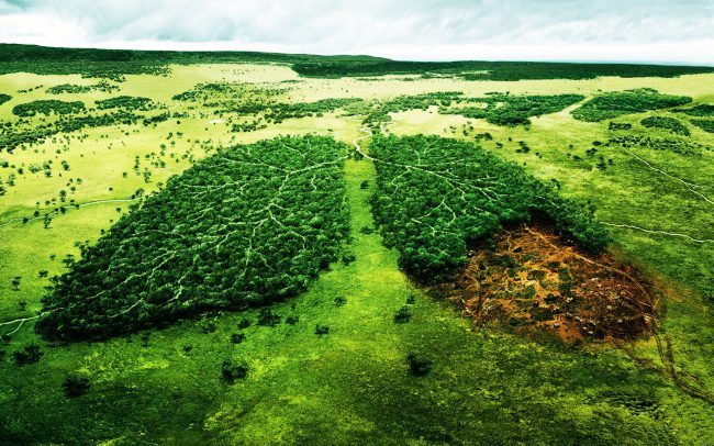Леснику на радость: учёные разработали ДНК-тест, который поможет бороться с незаконной вырубкой деревьев