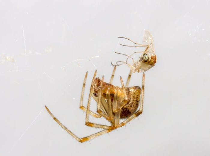 Почему учёные не рекомендуют убивать пауков