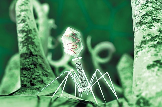 Российские учёные разработали первый в мире универсальный бактериофаг