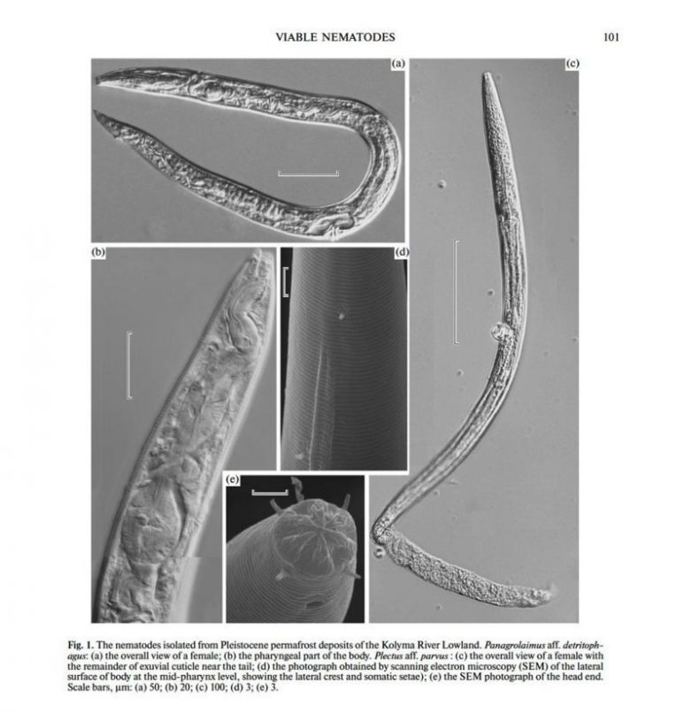 Российские учёные оживили 42-тысячелетних червей