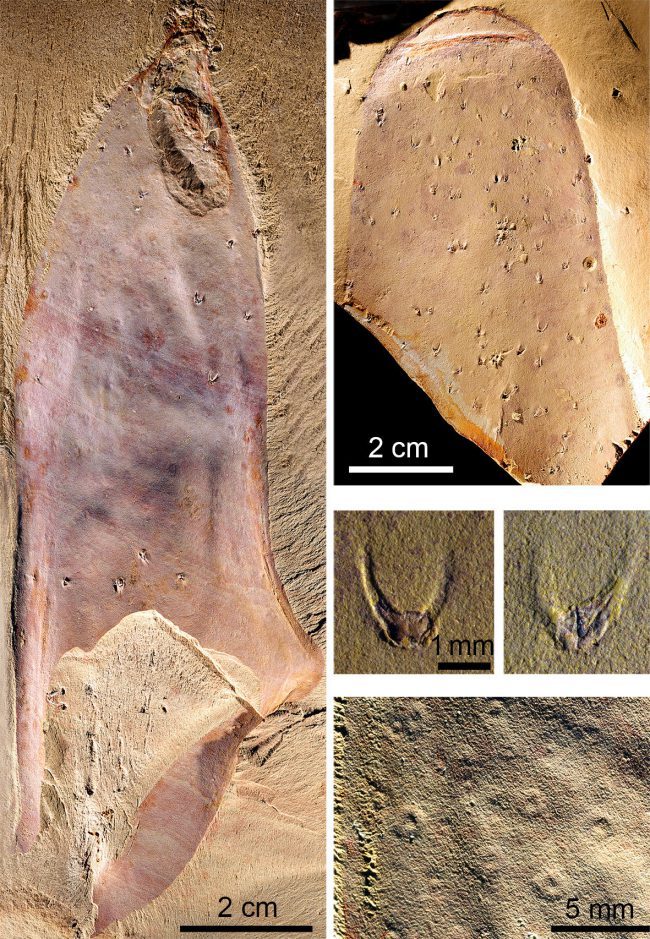 «Голое» ископаемое существо возрастом в полмиллиарда лет поставило учёных в тупик