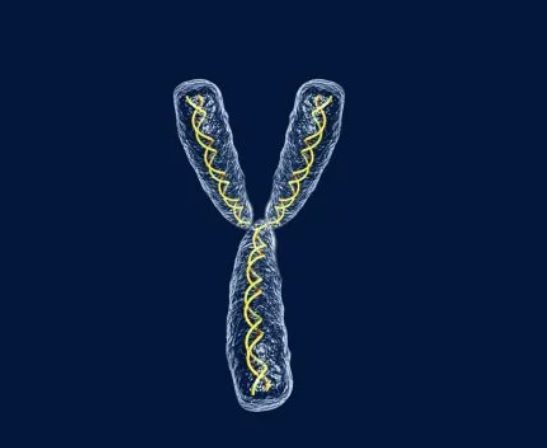 CRISPR помог создать гигантскую царь-хромосому
