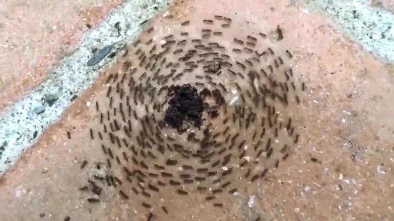 Загадка муравьиных кругов смерти