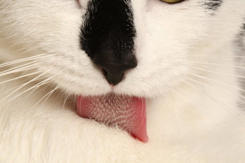 Учёные выяснили, зачем кошке шипы на языке