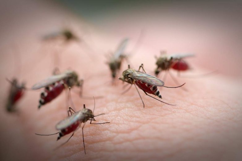 Уплотняемся! Учёные сжали в шприце 240 комаров в один кубический сантиметр