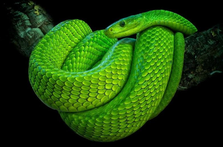 Самые опасные змеи-убийцы планеты