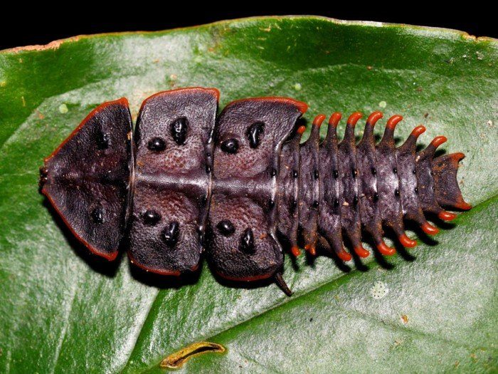Самые необычные насекомые нашей планеты