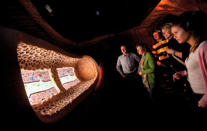 Прогулка внутрь человека: уникальный Музей человеческого тела в Нидерландах