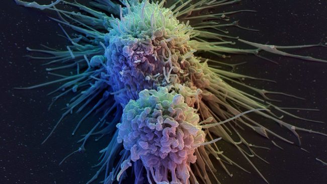 Клетки кожи против рака