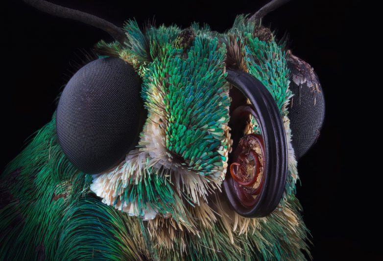 Макрофотографии насекомых, от которых становится немного жутко