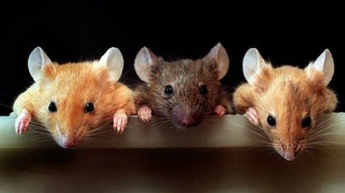Шок: учёные научили мышей отращивать ампутированные пальцы
