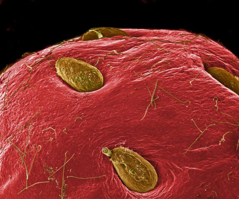 Как выглядят популярные продукты питания под микроскопом