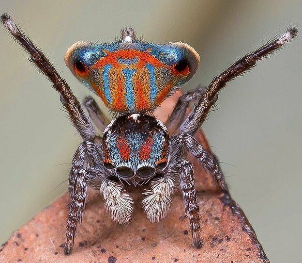 Арахнологи открыли 5 новых видов пауков-скакунов
