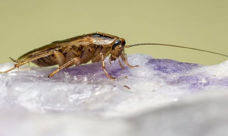 Как тараканы превращаются в неуязвимых суперсуществ