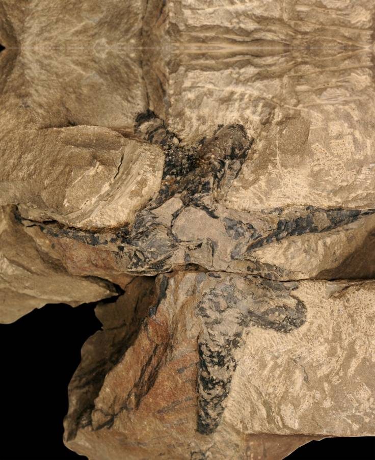 В Китае найдены окаменелости древнего леса, которым 400 миллионов лет