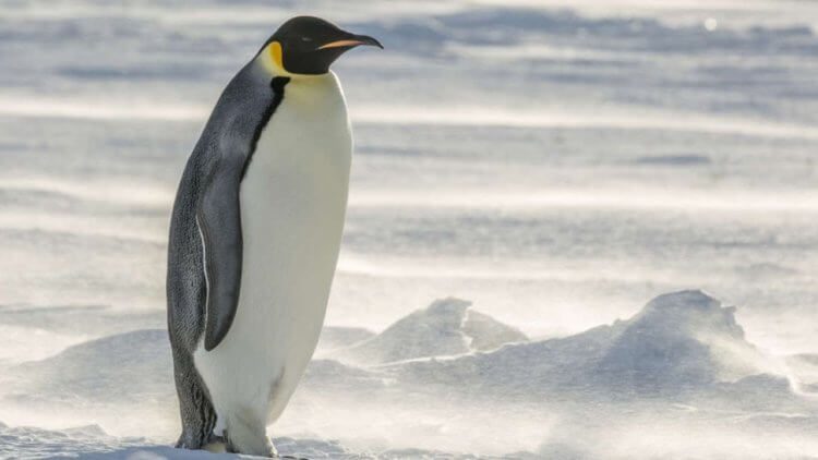 В Новой Зеландии найдены останки гигантского пингвина
