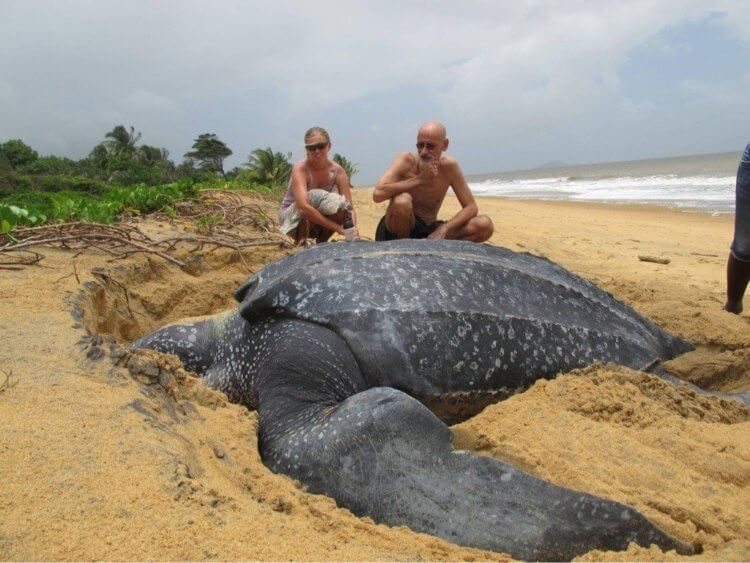Во Флориде нашли самую большую черепаху в мире