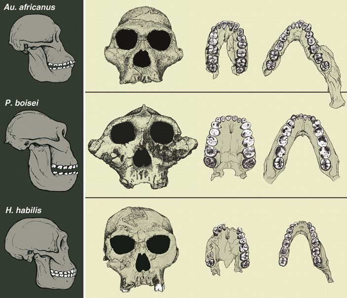 О чём может рассказать состав зубной эмали австралопитеков