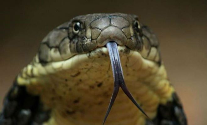 Вопрос на засыпку: почему у змей раздвоенный язык?