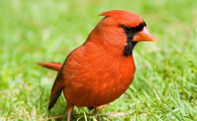 Птичку не жалко: 7 самых опасных пернатых планеты
