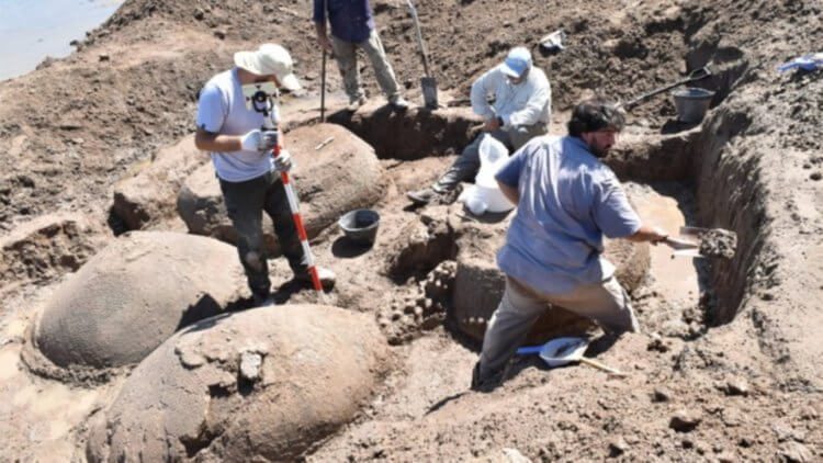 В Аргентине нашли останки гигантских предков современных броненосцев