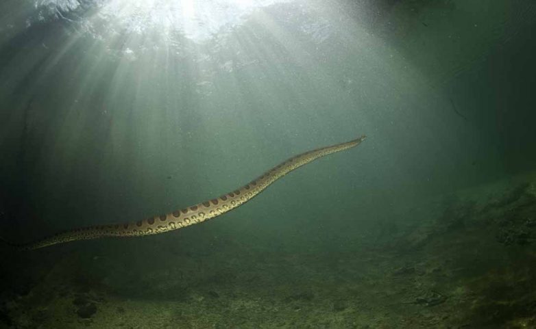 7 самых длинных змей планеты