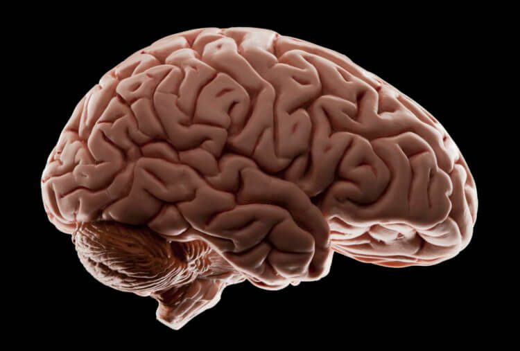 Загадки сознания: что испытывает наш мозг перед смертью?