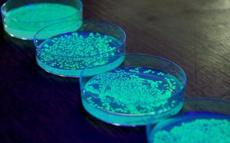 Можно ли уничтожить вирус ультрафиолетом?